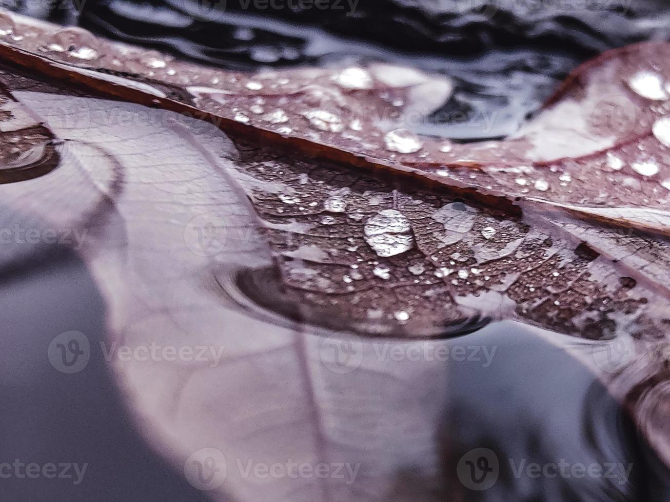 A close-up of a leaf in water. photo