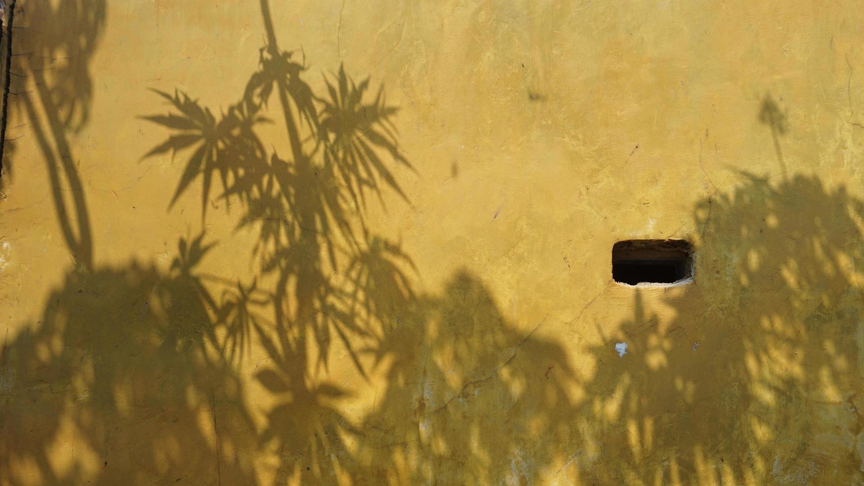 the shadow of the trees on the wall of the house photo