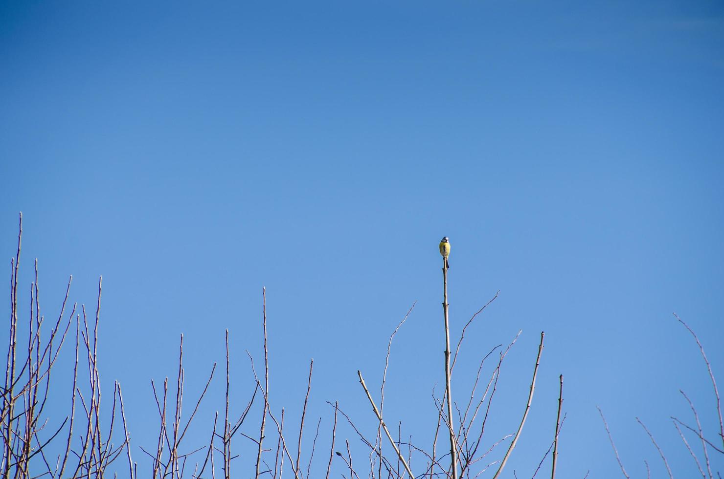 bluetit on bough photo