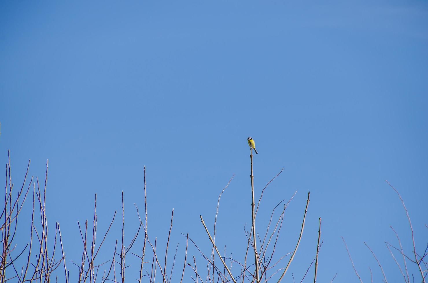 bluetit on bough with sky photo