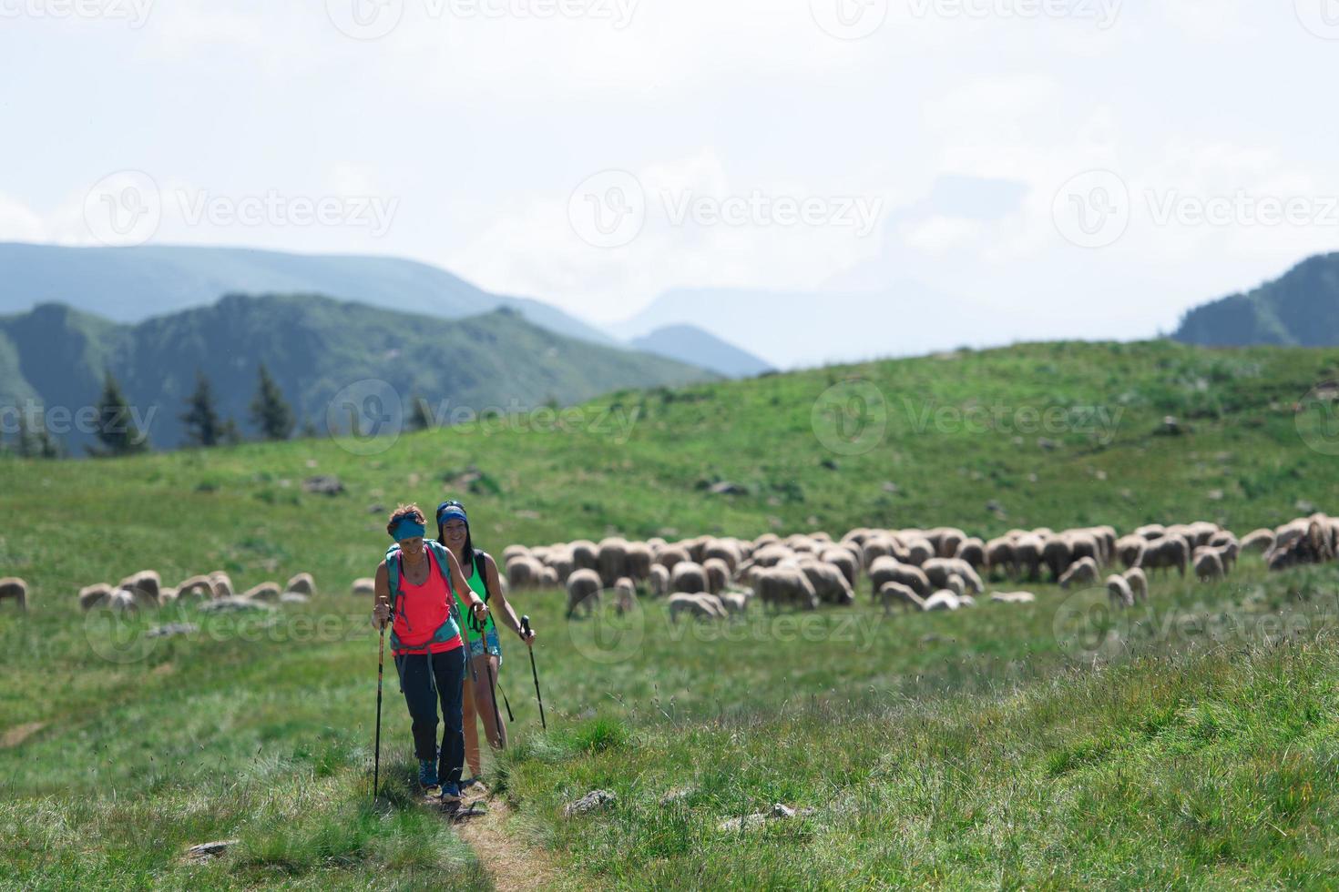 Hill walk two girlfriends near a flock of sheep photo