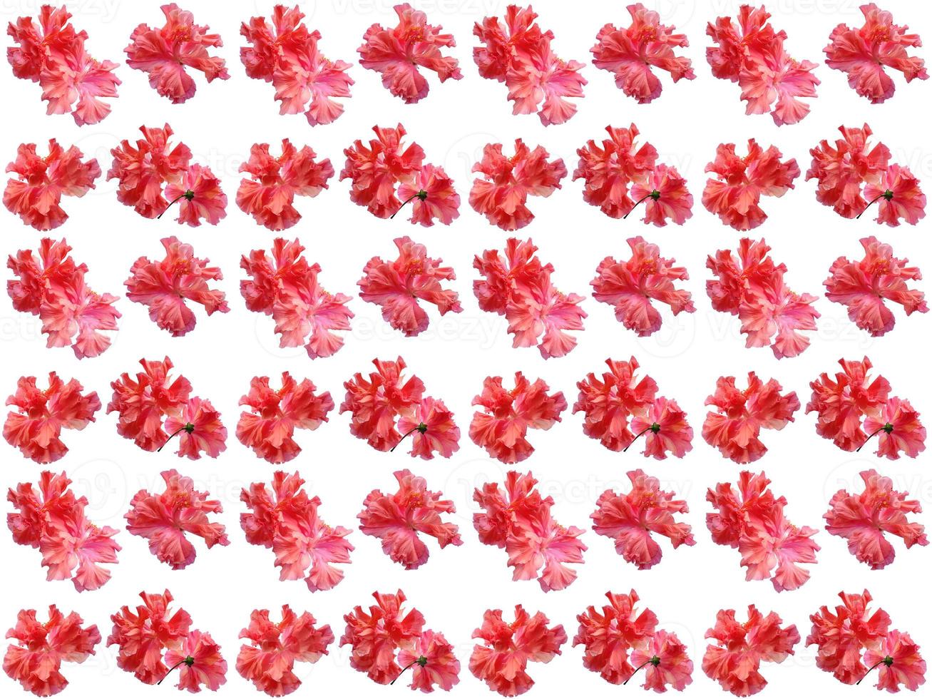 Flowers Pattern on a white background photo
