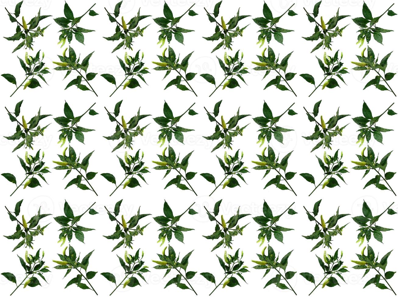 Pattern Leaves on a white background photo