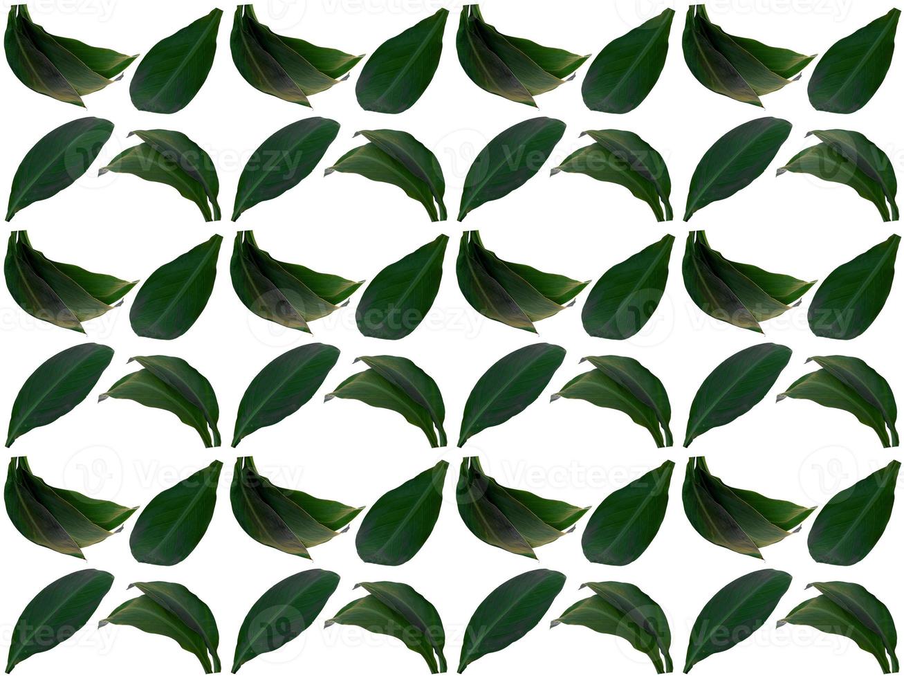 Pattern Leaves on a white background photo