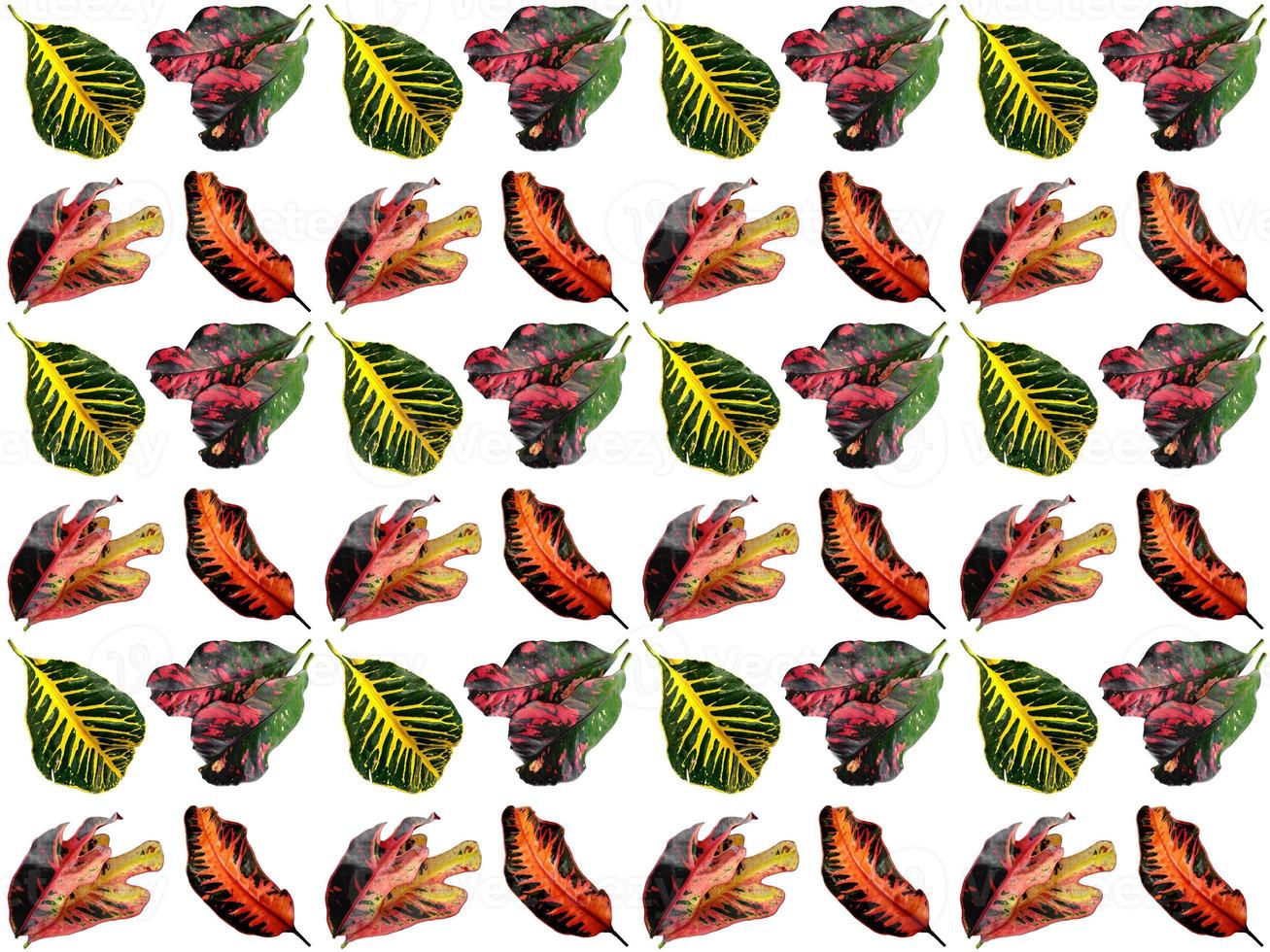 Leaves pattern on a white background photo