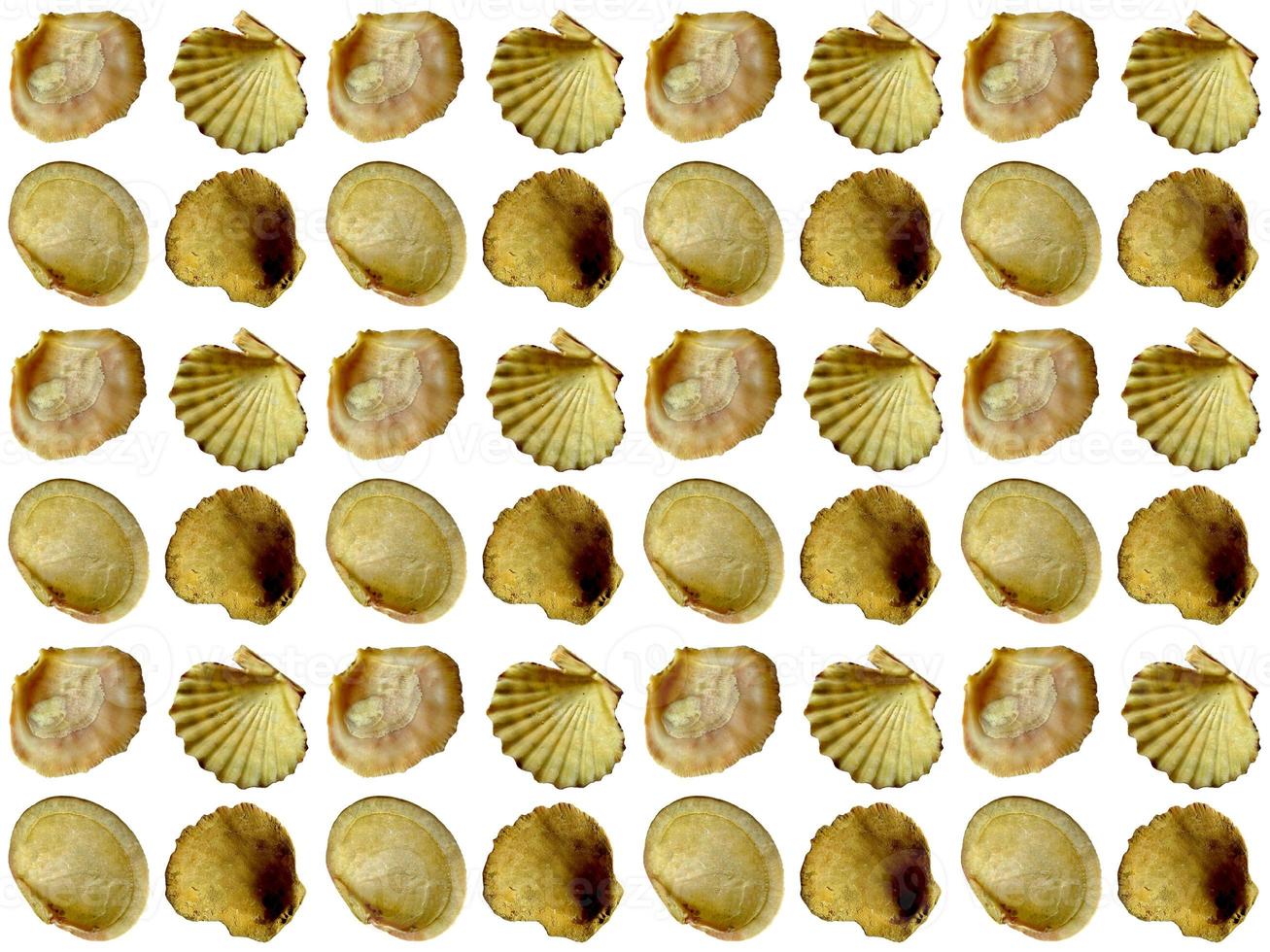 Seashell pattern on a white background photo