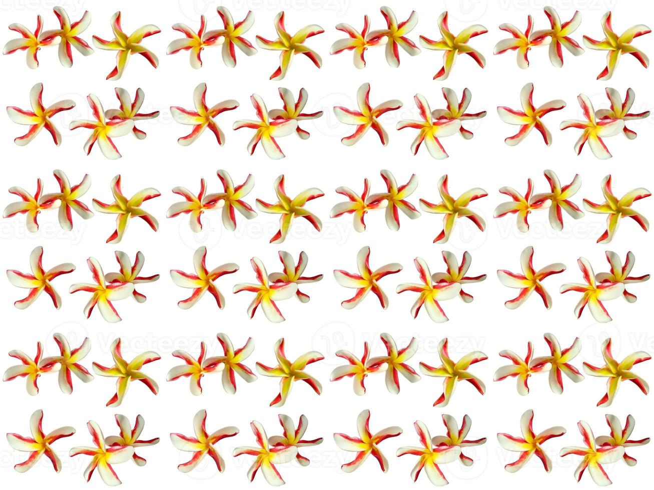 Pattern Floral on a white background photo