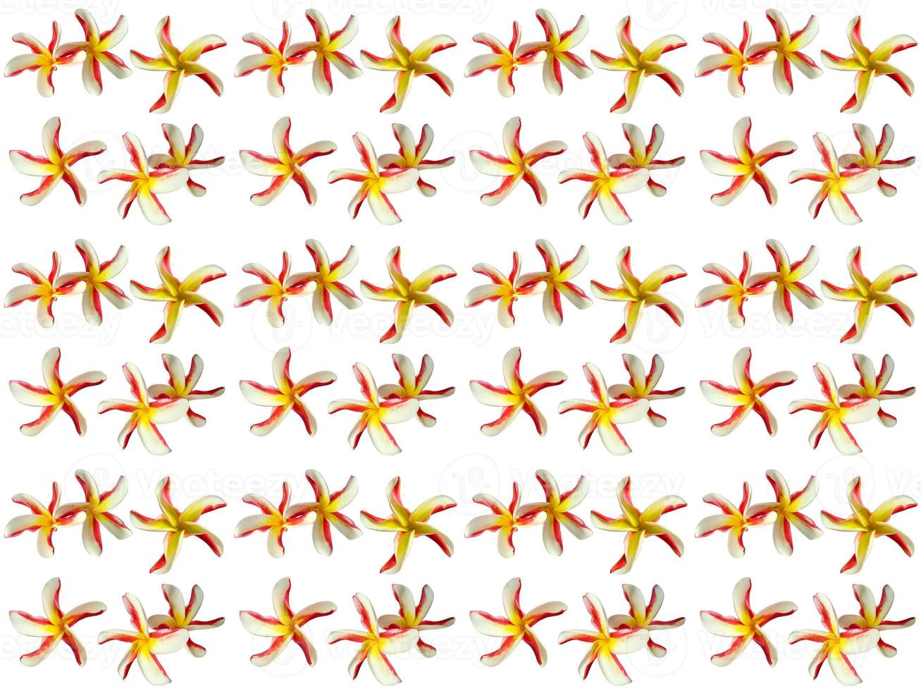 Pattern Floral on a white background photo