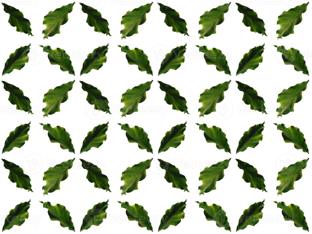 Leaves pattern on a white background photo