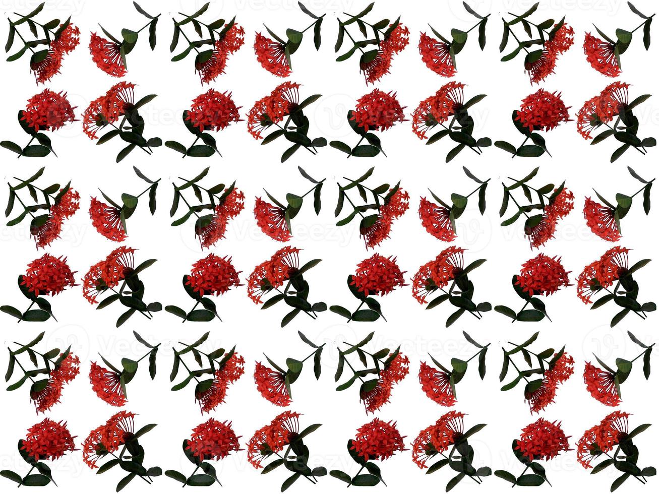 Pattern Floral on a white background photo