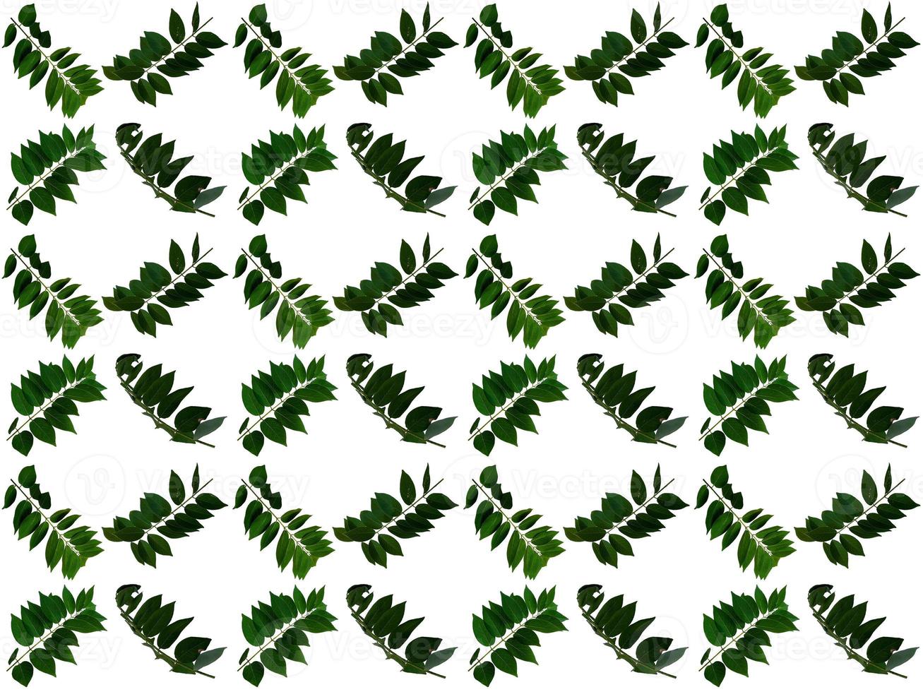 Pattern Leaf on a white background photo