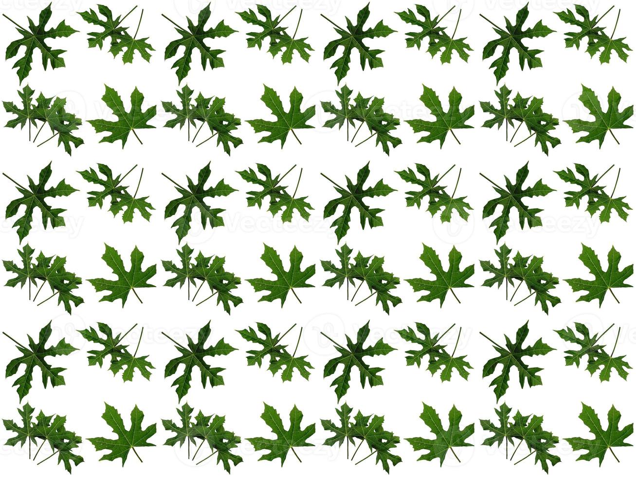 Pattern Leaves on a white background photo