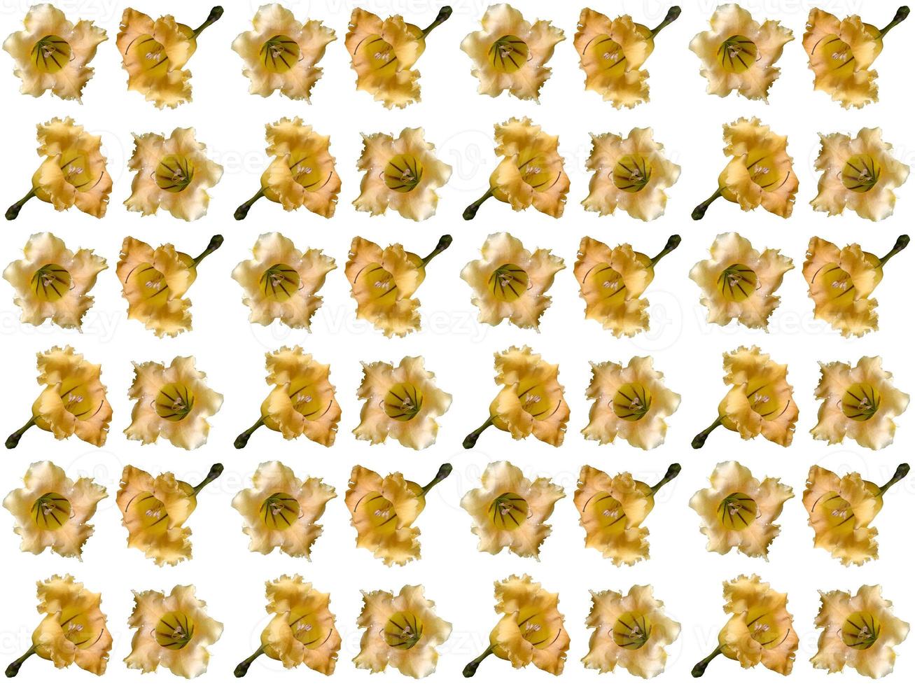 Pattern Flowers background photo