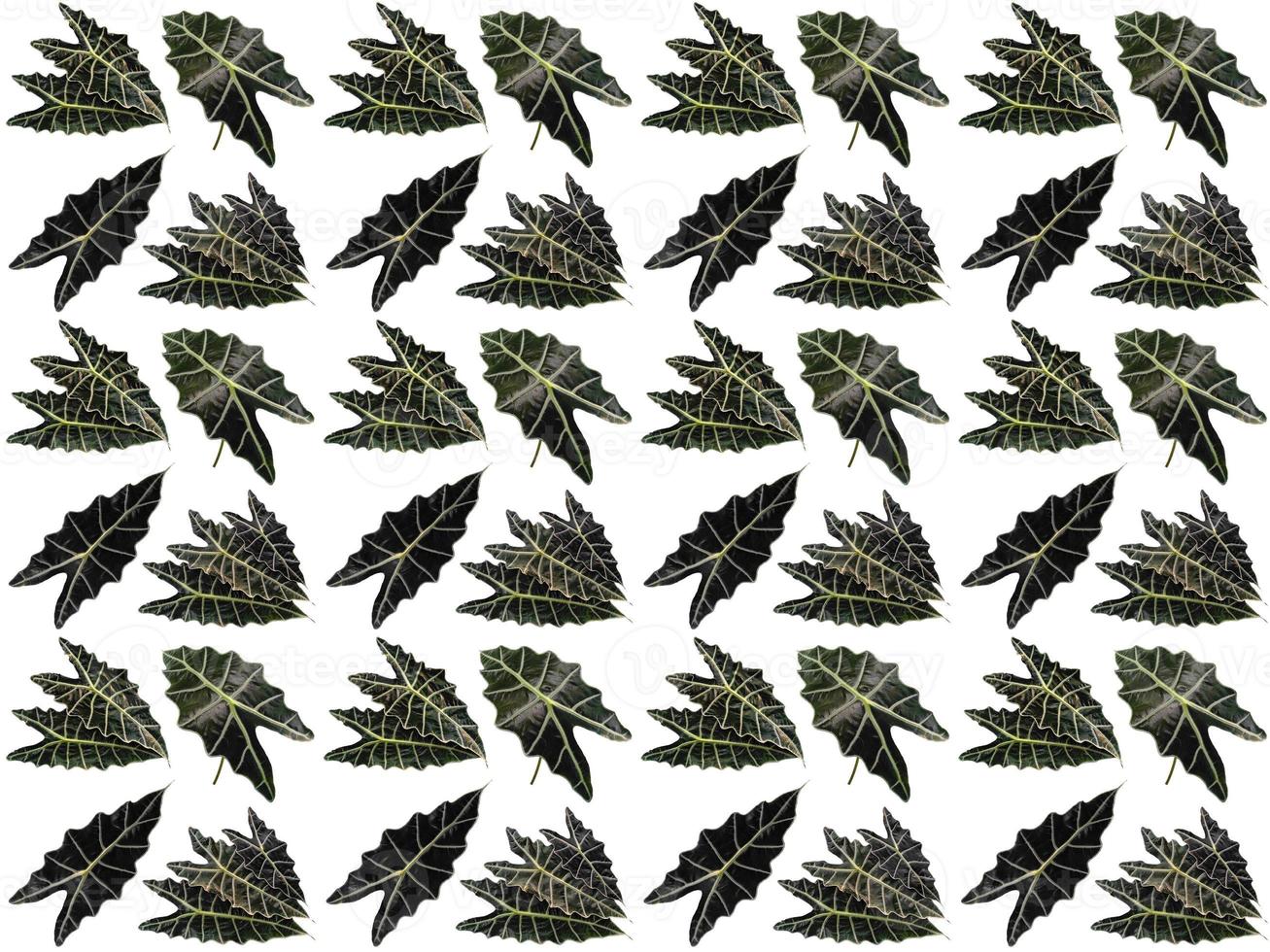 Pattern Leaves background photo