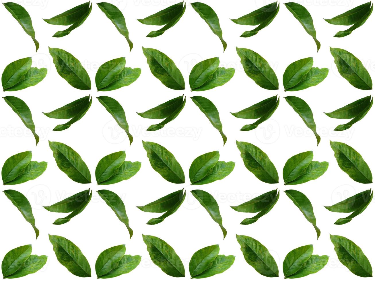 Pattern Leaves on a white background photo