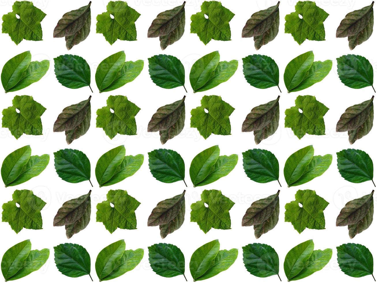 Leaves pattern on a white background photo