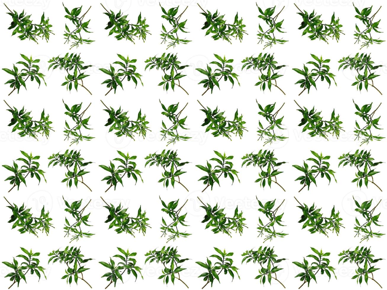 Pattern Leaf background photo