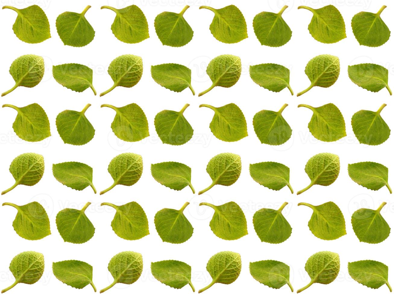 Pattern Leaves on a white background photo
