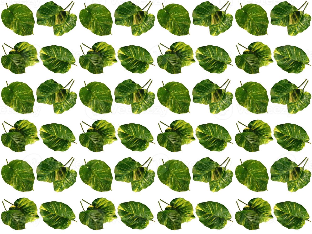 Leaves pattern on a white background photo