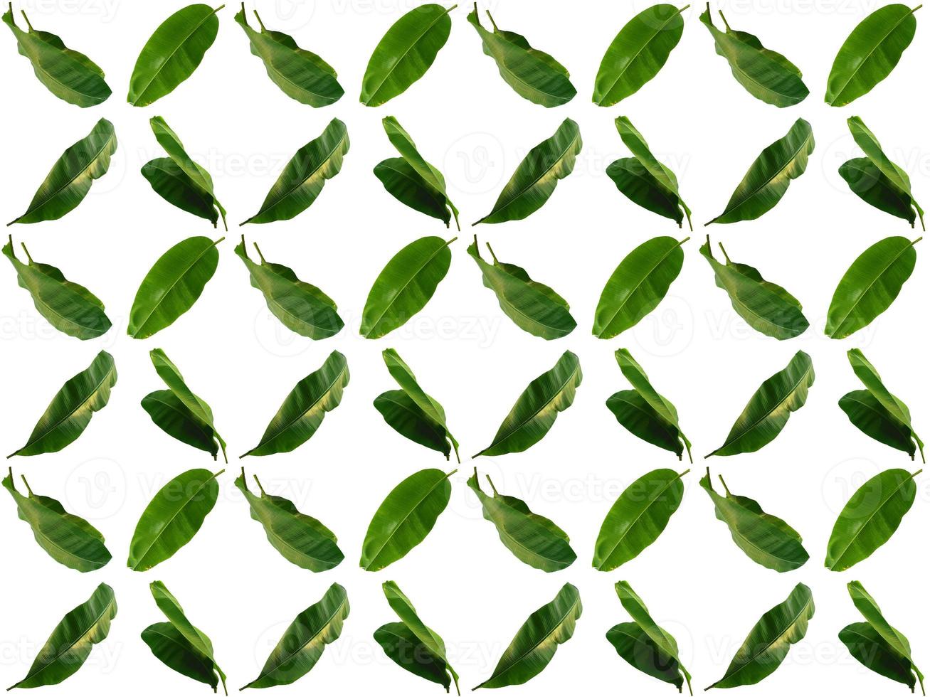 Leaf pattern on a white background photo