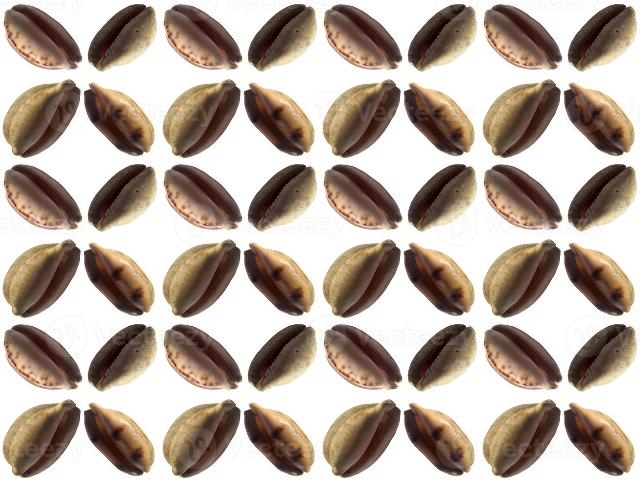Seashell pattern on a white background photo