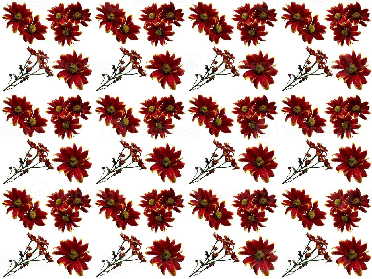 Flowers Pattern on a white background photo