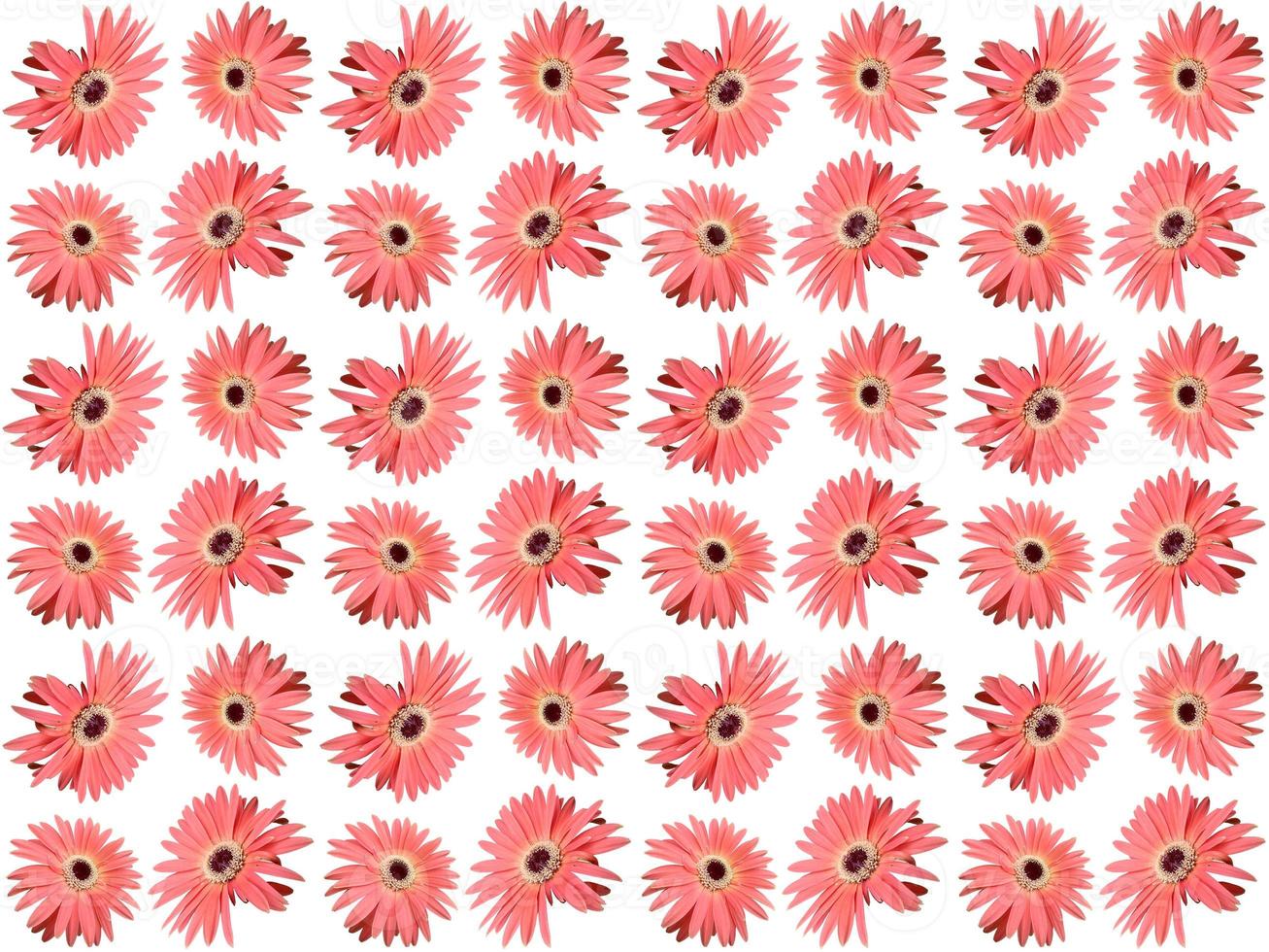 Floral Pattern on a white background photo