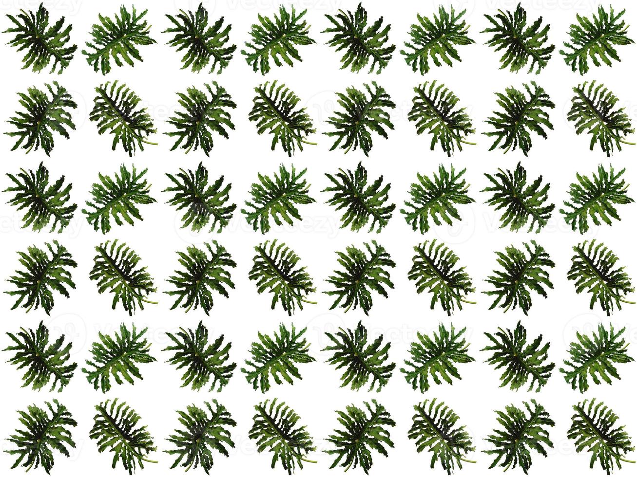 Leaves pattern on a white background photo