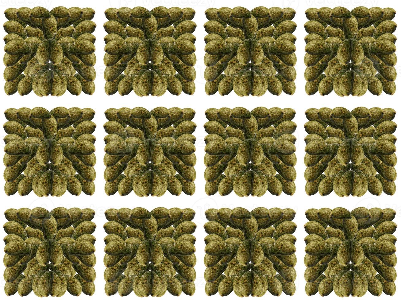 clam pattern on a white background photo