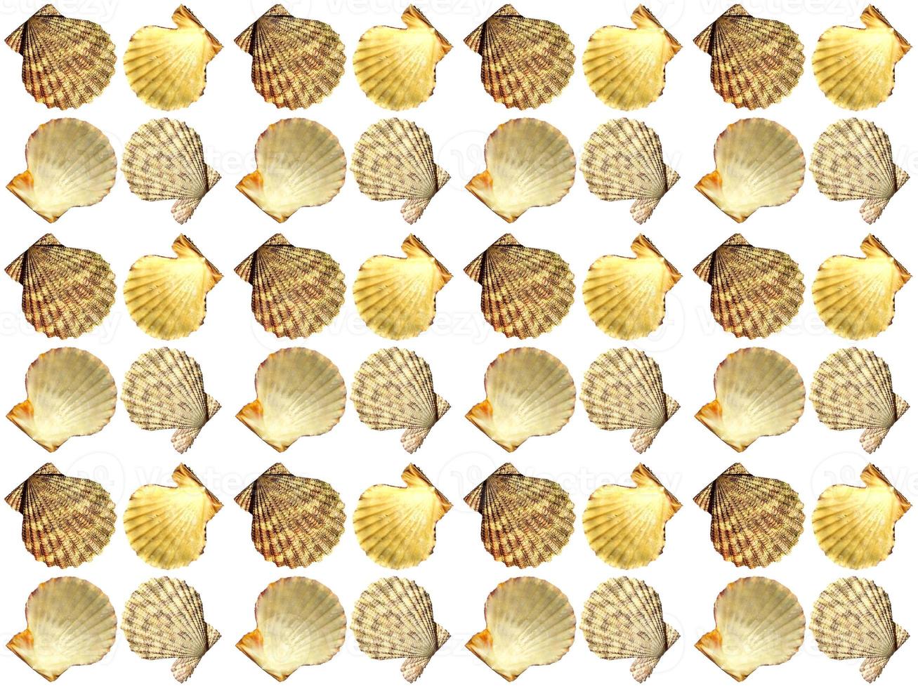 clam pattern on a white background photo