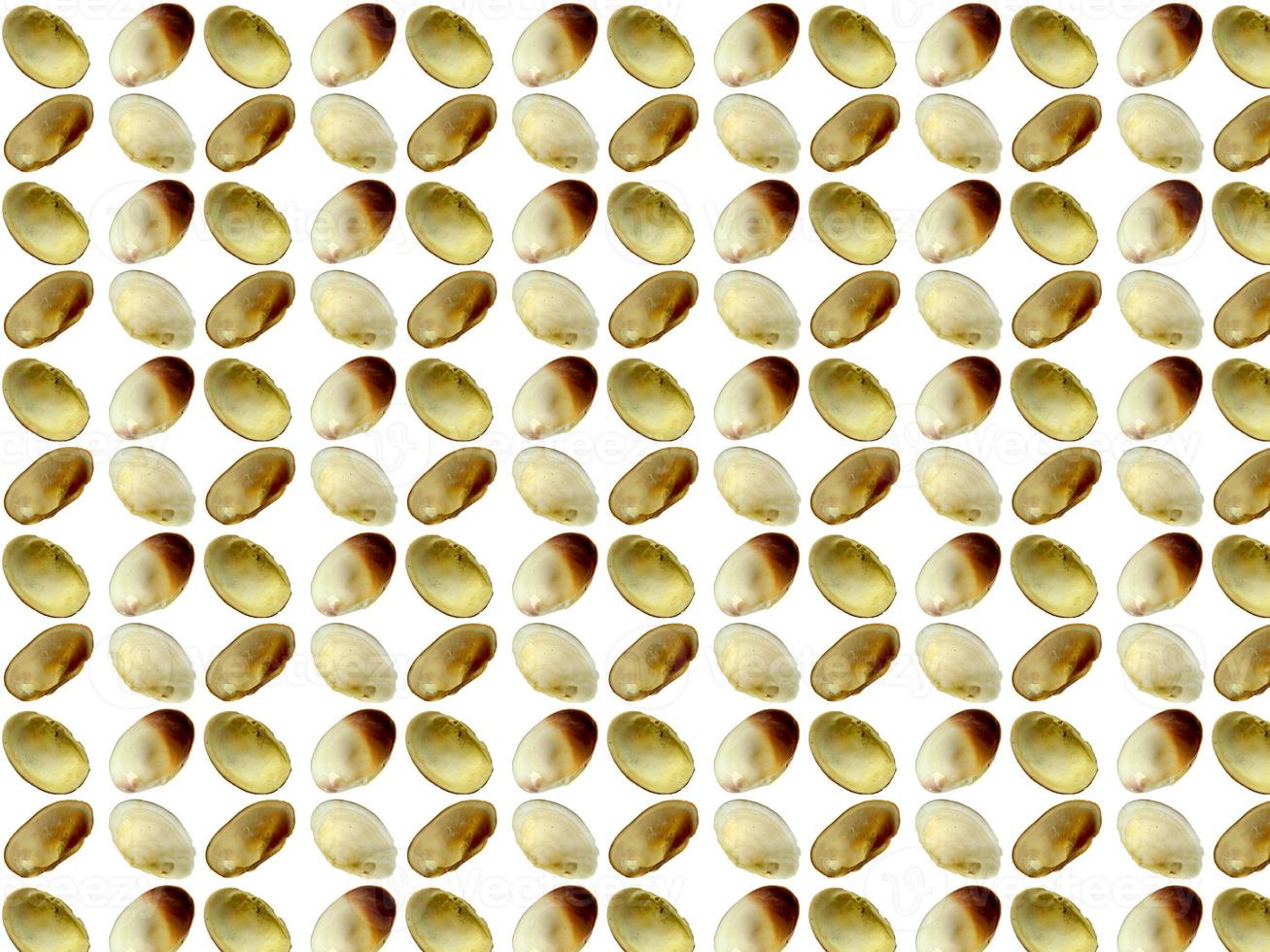 Seashell pattern on a white background photo