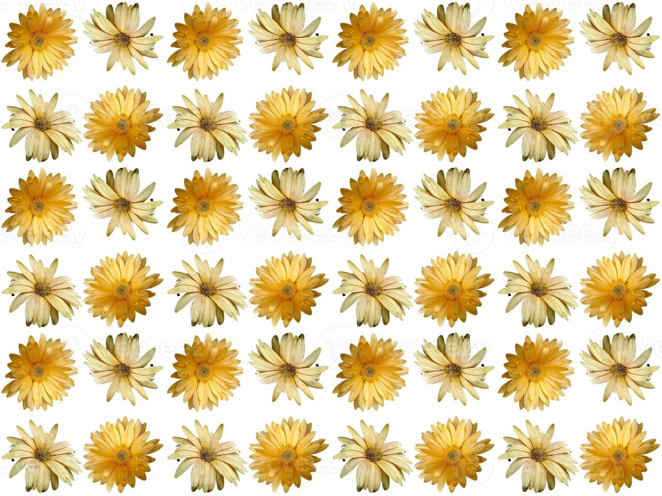Pattern Floral on a white background photo
