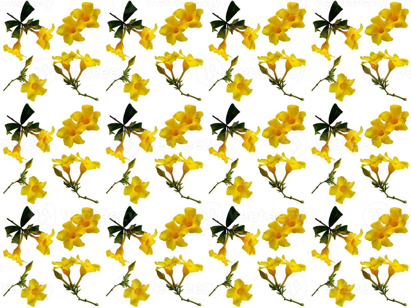 Floral Pattern on a white background photo