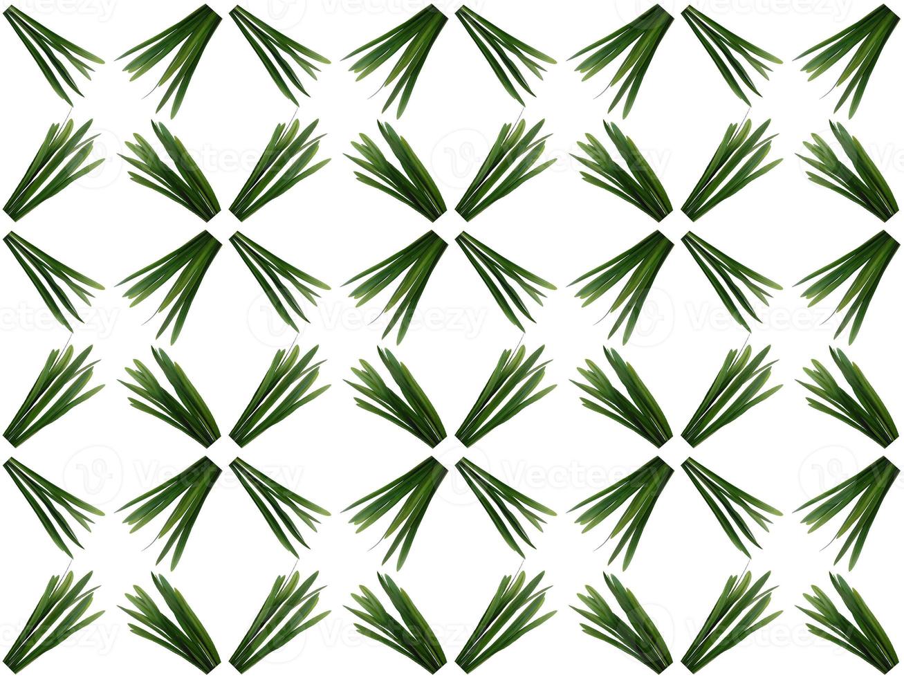 Pattern Leaves on a white background photo