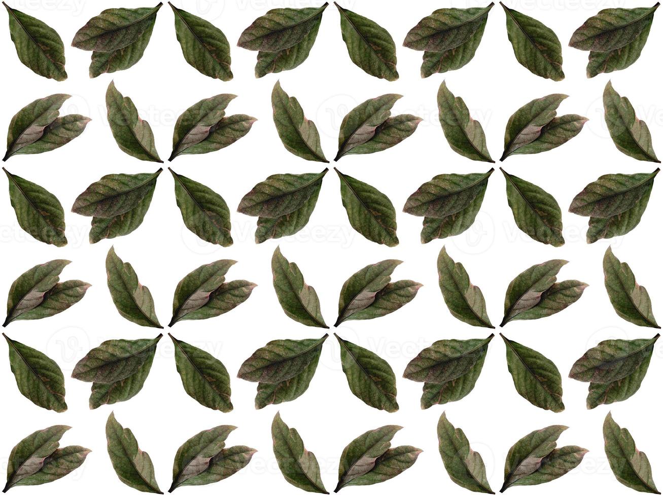 Pattern Leaves on a white background photo