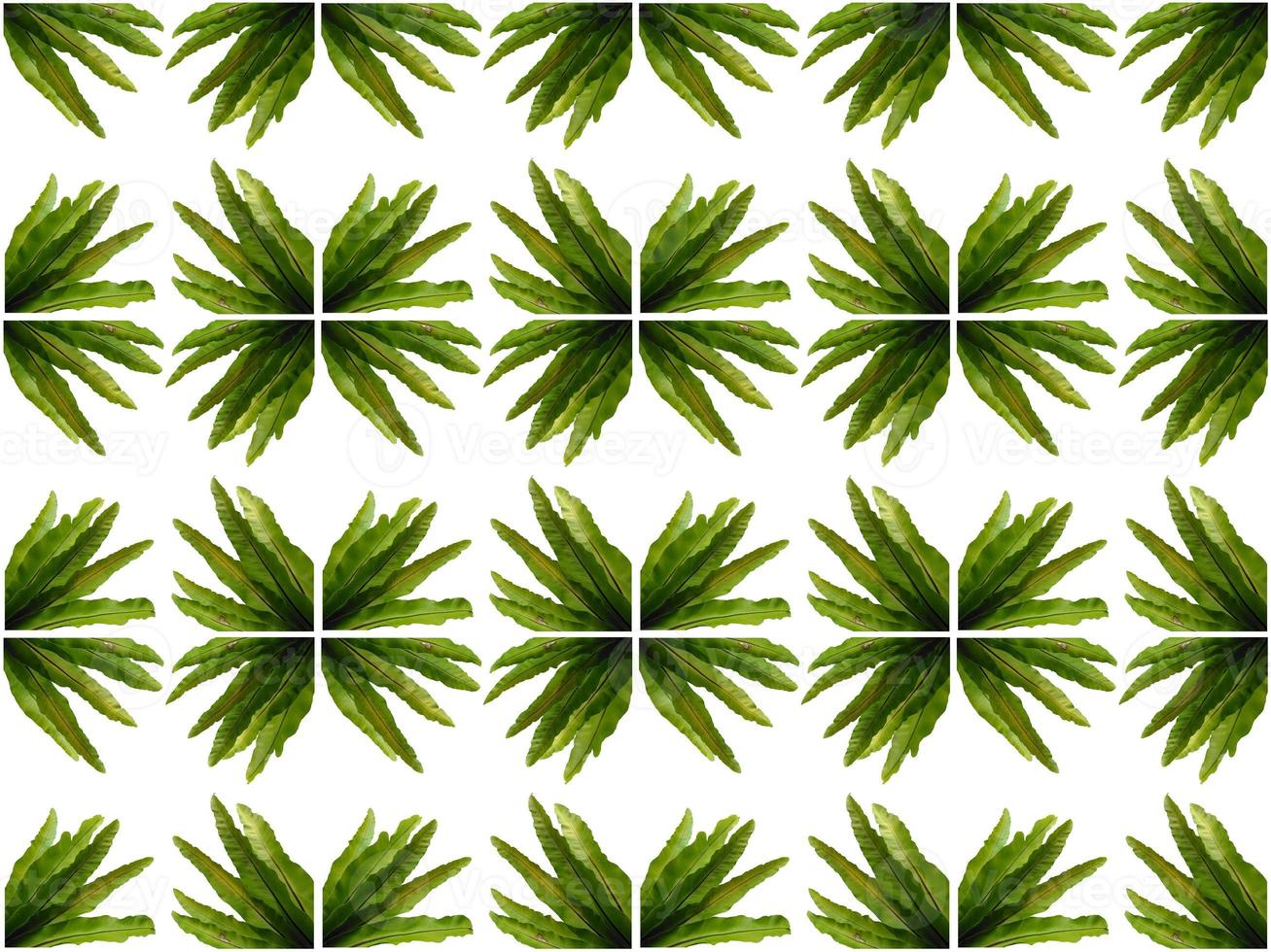 Pattern Leaves on a white background photo