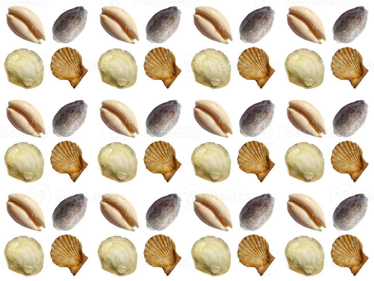 clam pattern on a white background photo