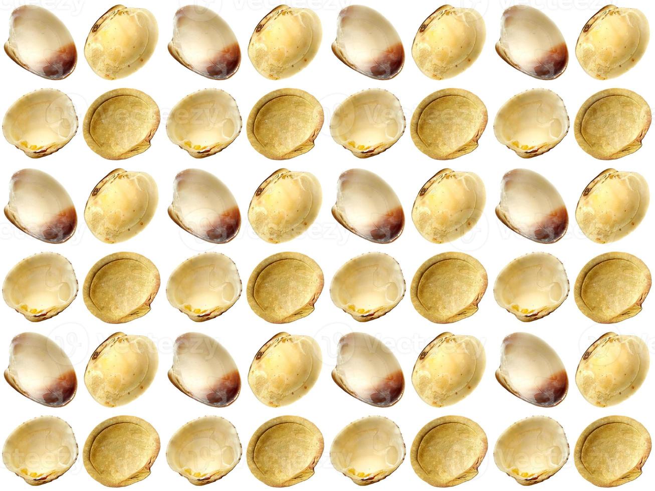 Seashell pattern on a white background photo