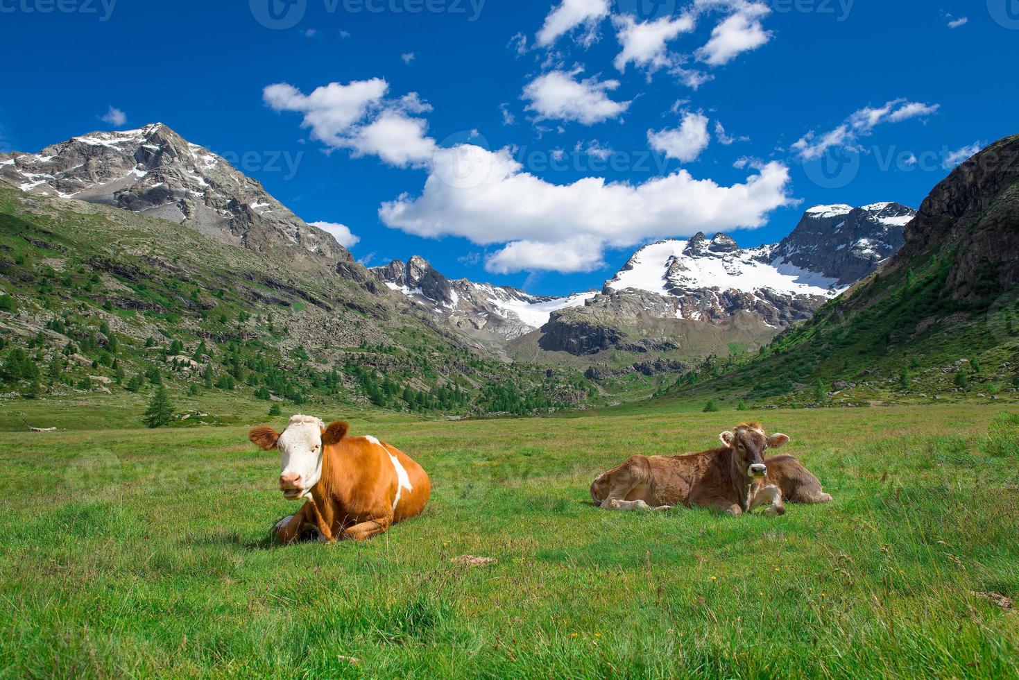 Cows grazing in the high mountains on the Swiss Alps photo