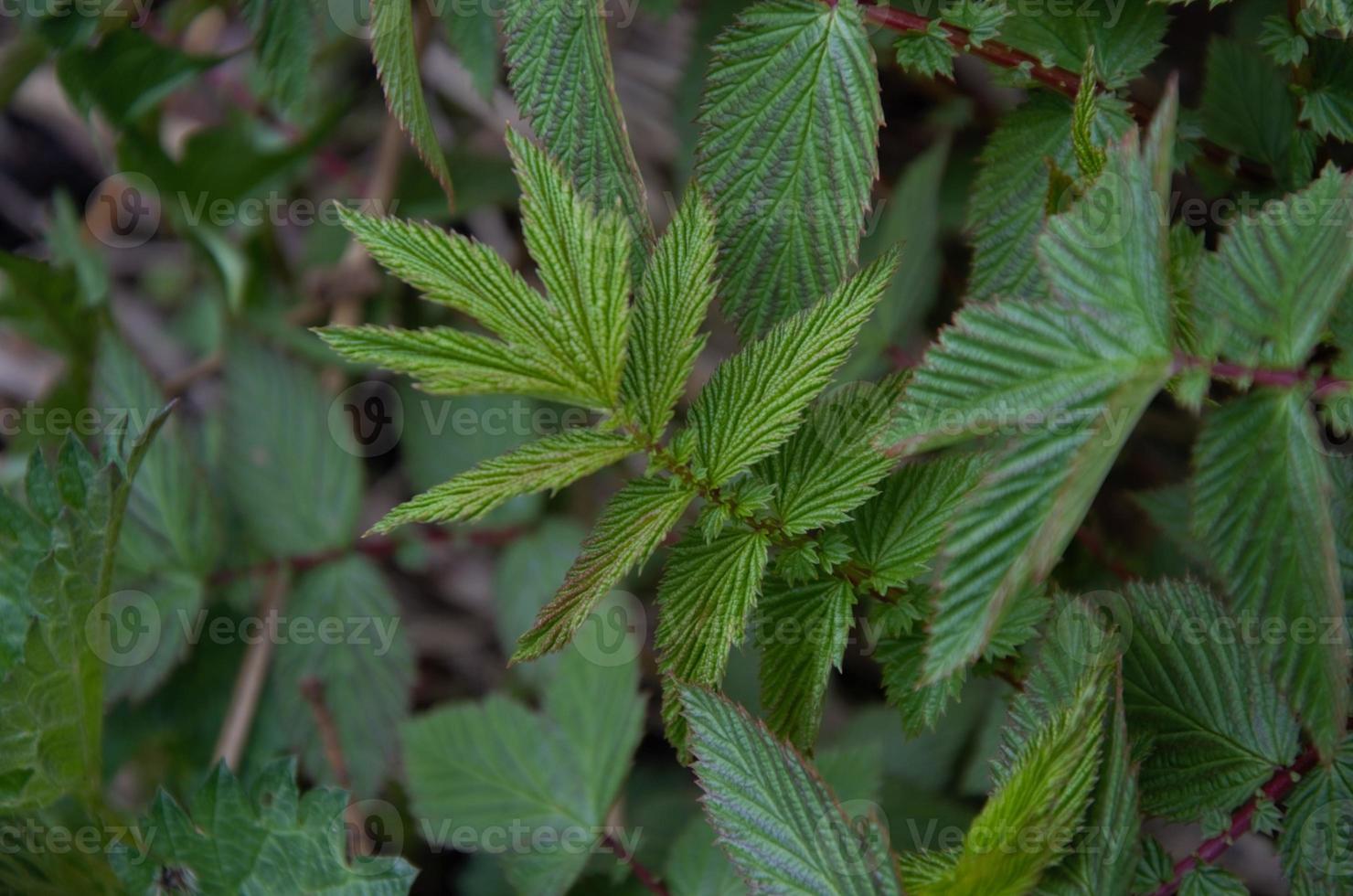 textured natural background of nettles, beautiful leaves of the plant photo