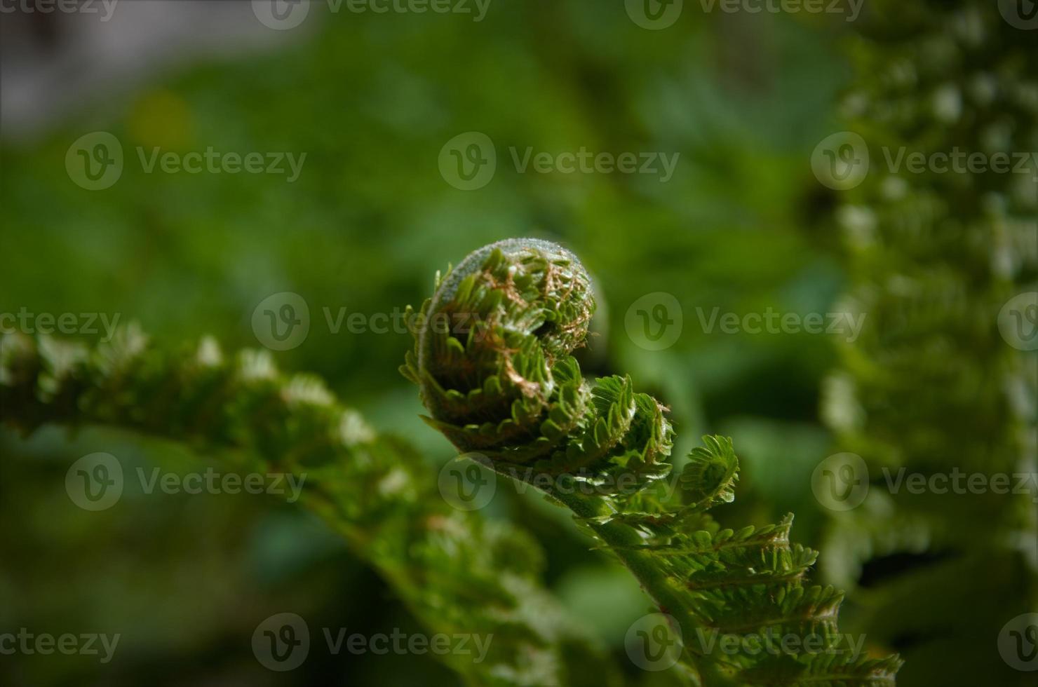 hojas de helecho florecientes, hermoso fondo verde foto