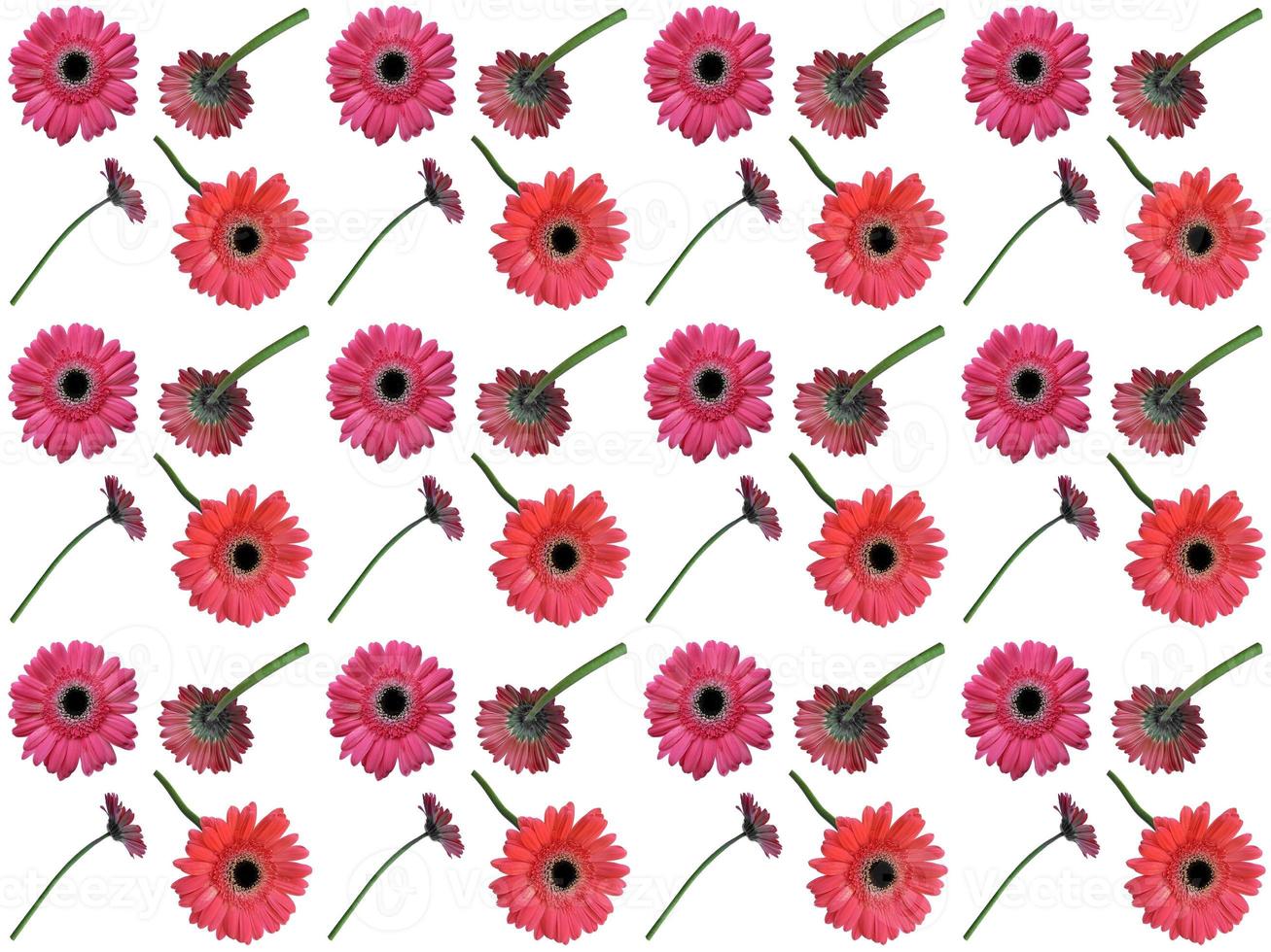 pattern Flowers on a white background photo