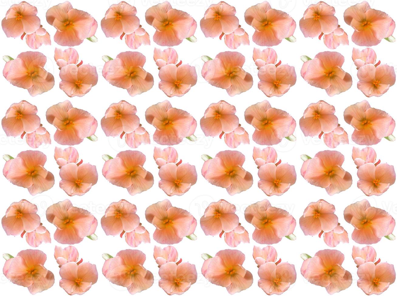 pattern Flowers on a white background photo
