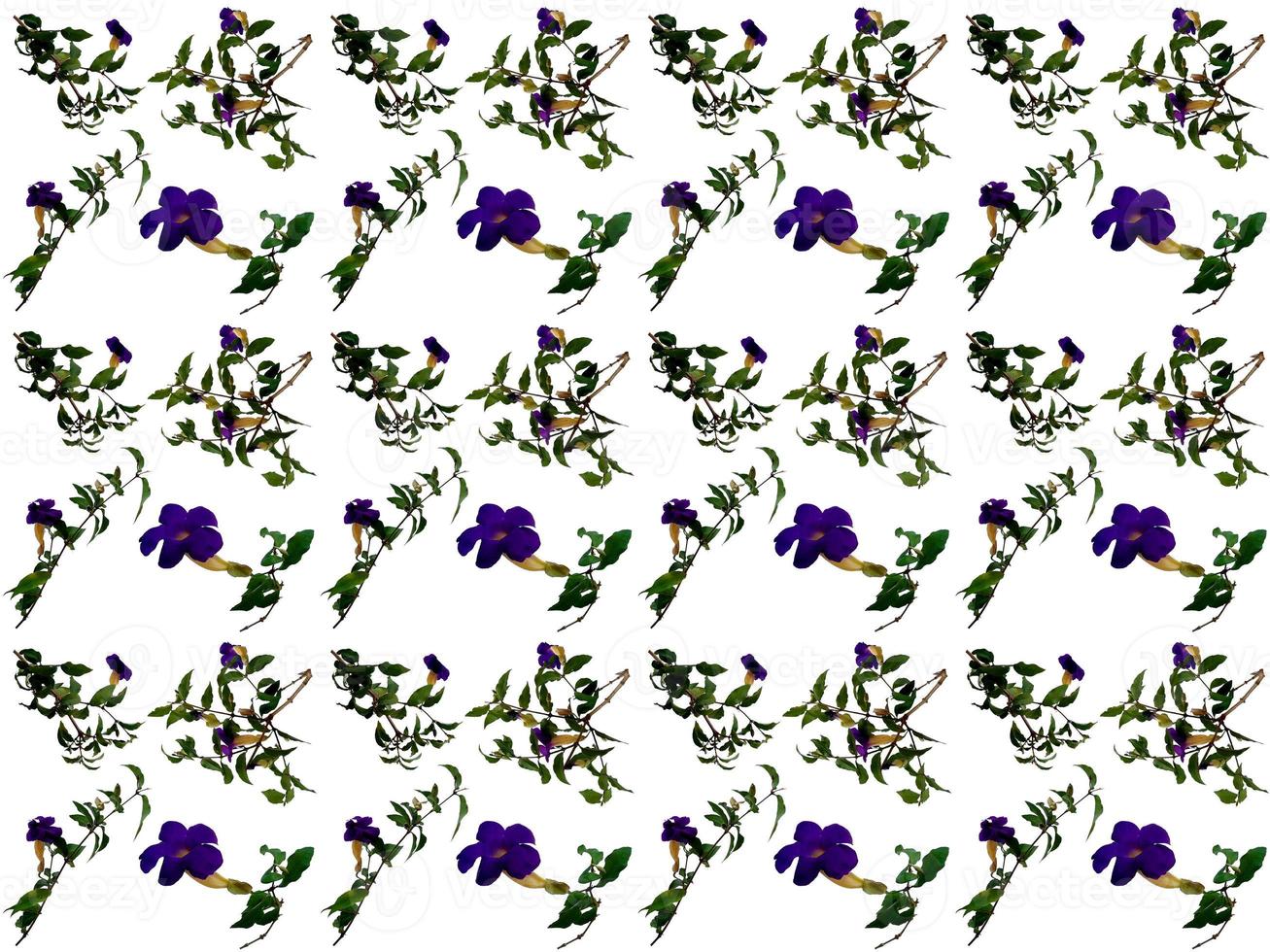 pattern Flowers on a white background photo