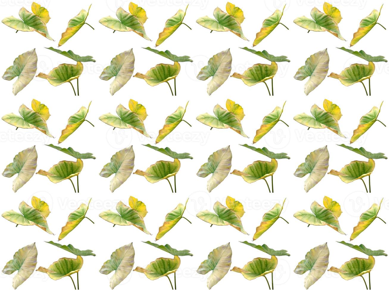 Leaves pattern on a white background photo
