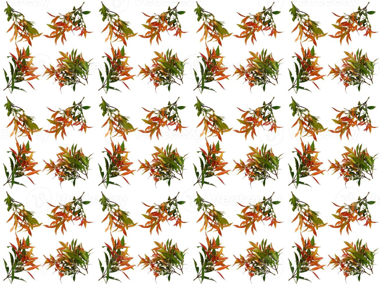Pattern Leaves on a white background photo