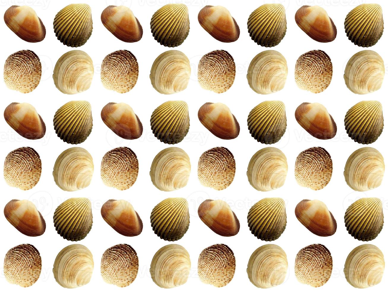 clam pattern on a white background photo