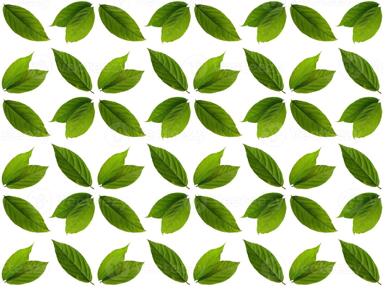 Leaves pattern on a white background photo