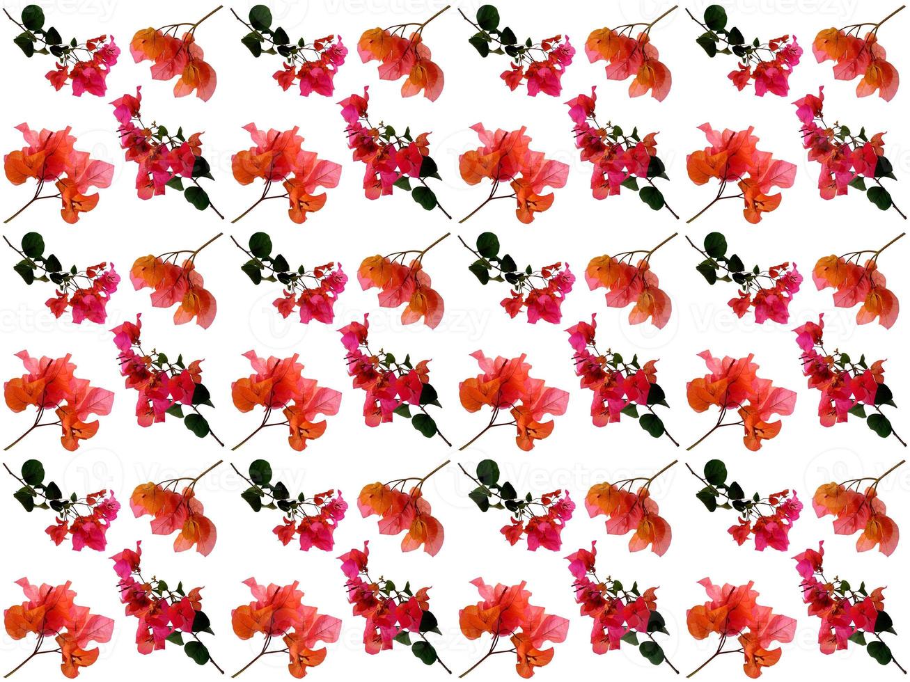 Pattern Floral on a white background photo