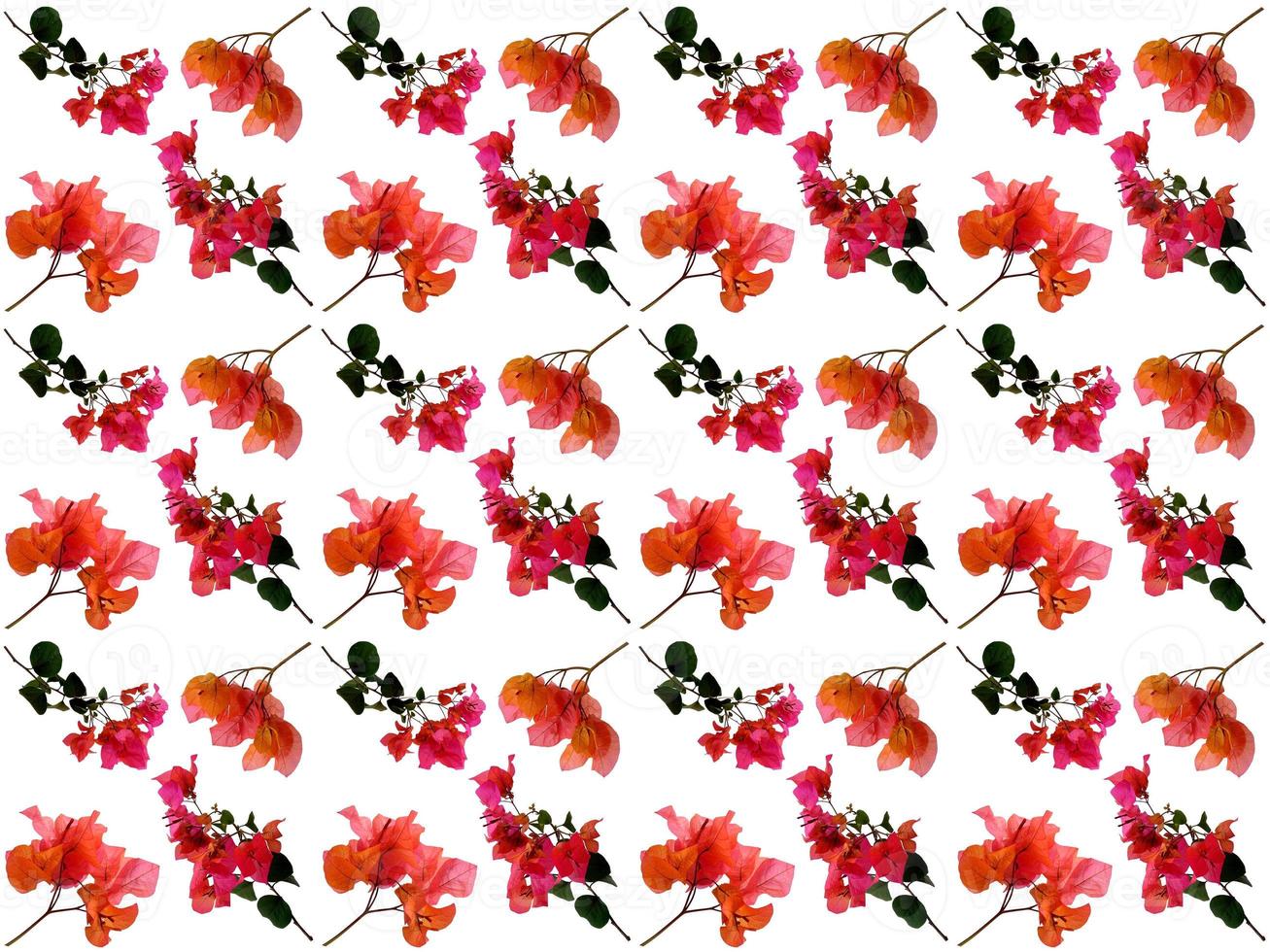 Pattern Floral on a white background photo